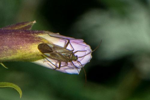 Réf. 215 991 : Adelphocoris sp.